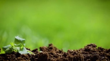 Beyaz çiçeklerle bir yabani otun önünde kayarak bahçedeki verimli toprak yığınında ortaya çıktı. Görüntünün en tepesindeki çimlerin arka planı.