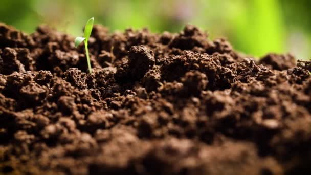 Primer Plano Planta Joven Recién Emergida Pila Fértil Tierra — Vídeo de stock