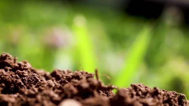 Скольжение Перед Рядом Плодородной Почвы Открывающей Вновь Появившееся Молодое Растение — стоковое видео
