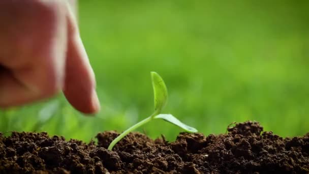 Human Hands Support Blown Wind Young Plant Tapping Soil — Stock Video