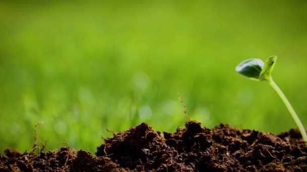 Скользя Перед Грудой Плодородной Почвы Появившимся Молодым Растением Центре Легкий — стоковое видео