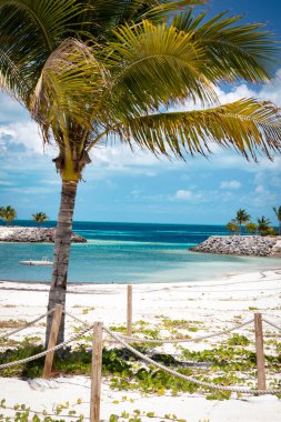 Tropikal bir adada küçük bir körfezin önünde eğilen palmiye ağaçları.