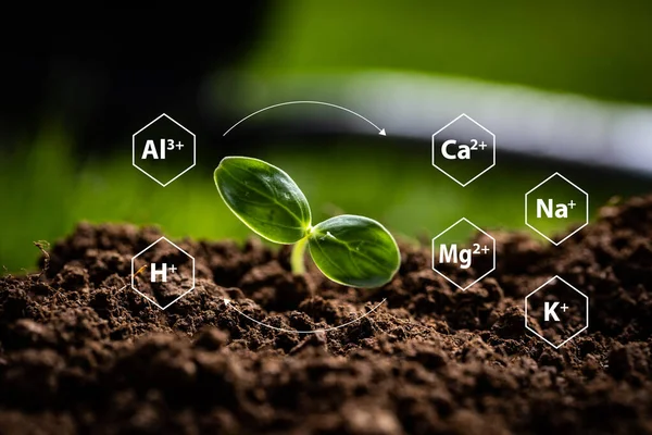Cations Saturation Representing Soil Clay Minerals Organic Matter Attracting Positively — Stock Photo, Image