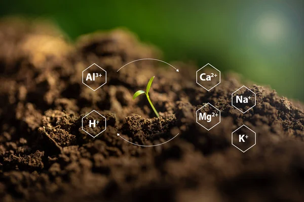 Representation of soil clay minerals and organic matter attracting positively charged ions (cations) on their surfaces by electrostatic forces