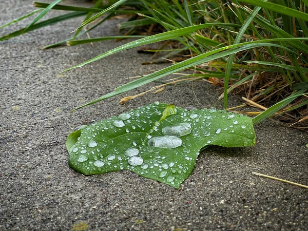 コンクリートの歩道に落ちた大きな葉は 草の蒸気の横に朝の雨から水の大きな滴で覆われて — ストック写真