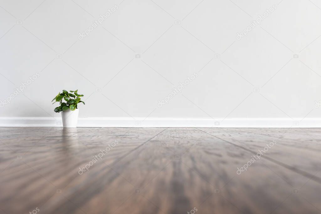 Empty room with laminated floor white wall and baseboard with small potted plant. Can be used as a background for placing virtual furniture and decor.