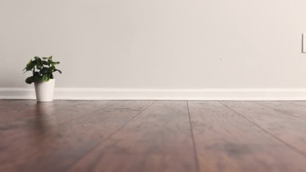 Ковзання Ламінованій Підлозі Порожньої Домашньої Кімнати Перед Невеликим Горщиком — стокове відео