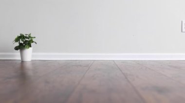 Small potted plant on the floor of an empty room with white wall