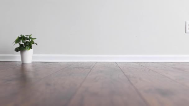 Small Potted Plant Floor Empty Room White Wall — Vídeo de Stock