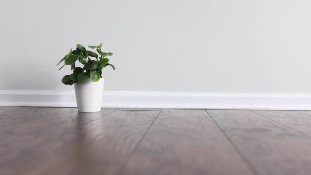 Small Potted Plant Placed Next Baseboard Empty Room Hardwood Floor — Stock Video