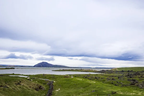 アイスランドの典型的な羊牧場で 湖と火口の前に火山石の上に柵が建てられています — ストック写真