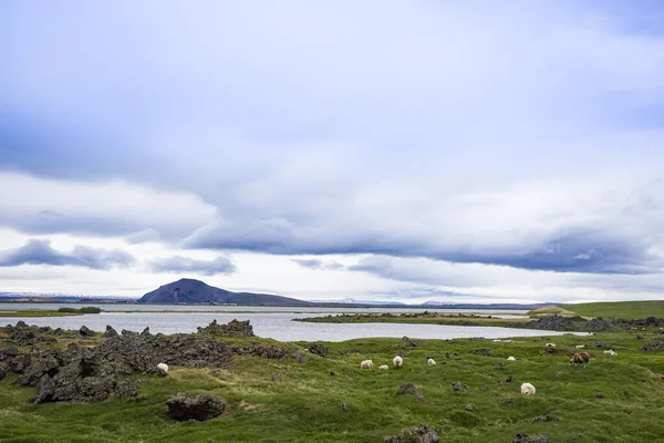 Paesaggio Islandese Con Prato Fronte Lago Una Catena Montuosa All — Foto Stock