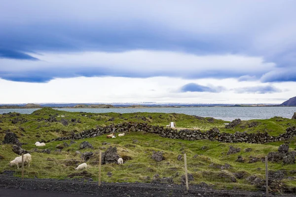 Icelandic Sheep Grazing Field Stone Restraining Walls Front Lake Snow — Stock Photo, Image