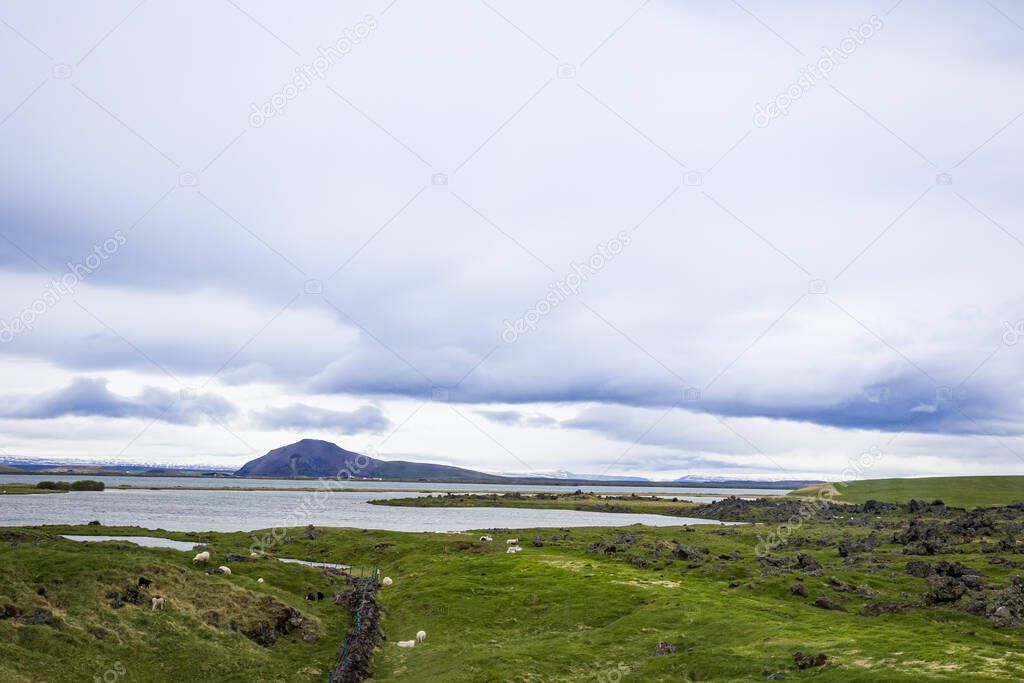 Typical sheep pasture in Iceland with fences erected over volcanic stones in front of a lake and a crater