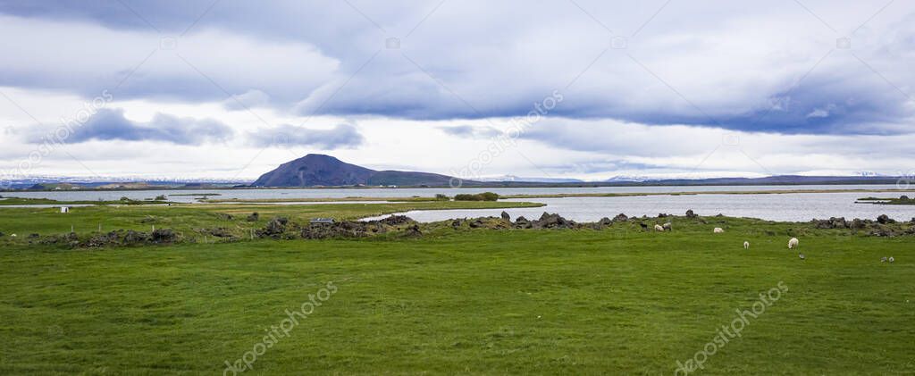 Icelandic sheep grazing on a meadow next to volcanic rock formations in front of a lake and a crater