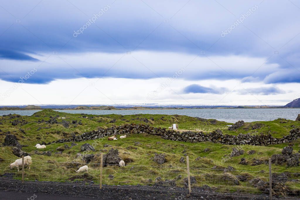 Icelandic sheep grazing on a field with stone restraining walls in front of a lake and snow covered mountains in Northern Iceland