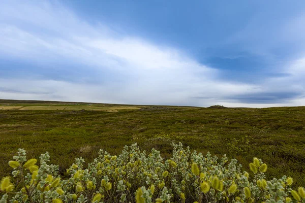 Foreground Dwarf Willow Salix Herbacea Background Iceland Fields — Stock Photo, Image