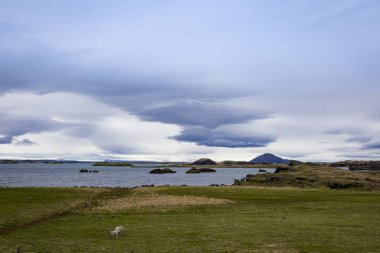 İzlanda koyunları bir gölün ve volkanik kraterin önündeki çayırlarda otluyor.