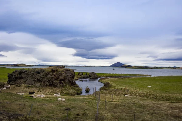 Πρόβατα Βόσκουν Δίπλα Ηφαιστειακούς Σχηματισμούς Πετρωμάτων Στην Όχθη Μιας Λίμνης — Φωτογραφία Αρχείου