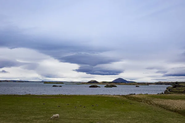 Pecora Islandese Pascolo Prato Vicino Lago — Foto Stock