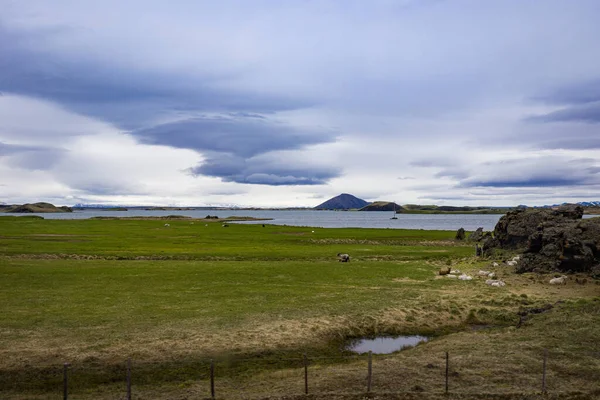 Ισλανδικά Πρόβατα Που Αναπαύονται Λιβάδι Δίπλα Λίμνη Και Ηφαιστειακό Κρατήρα — Φωτογραφία Αρχείου