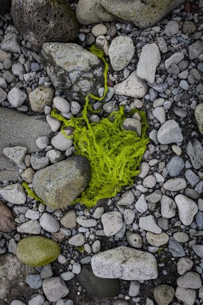 Piece of wool like green seaweed thrown on the shore between pebbles and stones