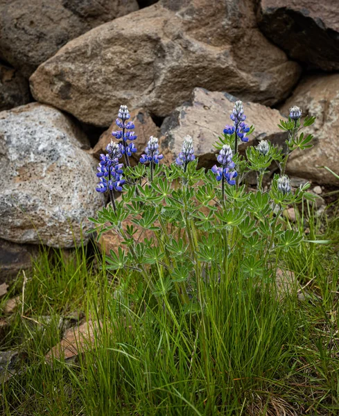 Blooming Violet Flowers Next Stone Wall Slope Icelandic Mountain —  Fotos de Stock