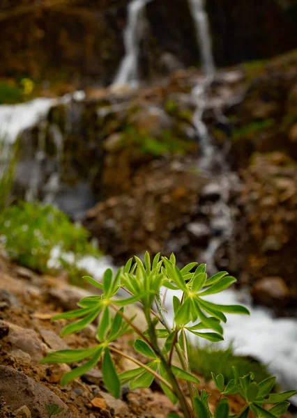 Leaves Plant Front Waterfall Streams Iceland — Fotografia de Stock