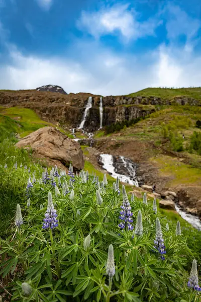 Bunch Icelandic Lupine Purple Flowers Growing Front Waterfall Formed Melting — Fotografia de Stock