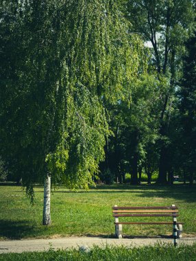 Bir huş ağacının altındaki parkta bir bank anıları canlandırıyor ve romantik duygular yaratıyor.