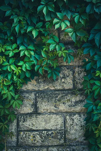 Natural Background Stone Wall Hanging Plant Leaves — Φωτογραφία Αρχείου
