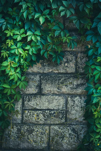 Leaves Hanging Plants Create Frame Rustic Stones Wall Surface — Foto Stock