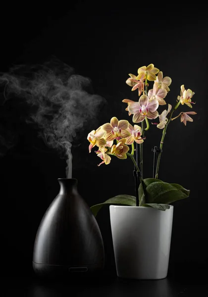 Aroma Dispenser Spraying Fog Vapor Placed Next Blooming Orchid Flower — Foto de Stock