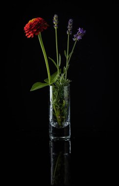 Floral arrangement of lavender stems and red blooming flower placed in tall shot glass on black background