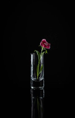 Small pink flower placed in a shot glass reflecting on black background