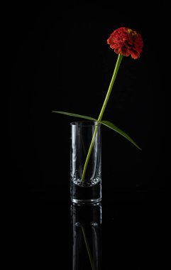 Backlit red flower on black background