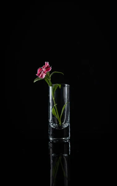 Small Pink Flower Miniature Glass Vase Black Background — Foto de Stock
