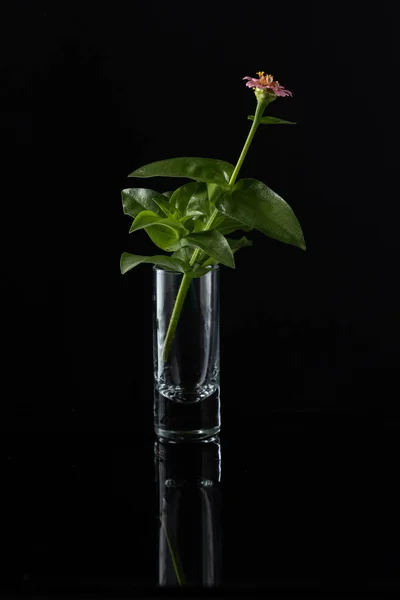 Pink Flower Prominent Leaves Placed Shot Glass Black Background — 图库照片