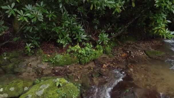 Observer Les Végétations Poussant Autour Petit Ruisseau Dans Forêt Caroline — Video