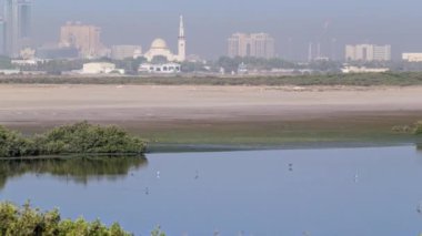 Yansımaları ile güzel flamingo kuşların Grubu, Ajman göl timelapse yürüme, Bae