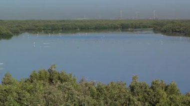 Yansımaları ile güzel flamingo kuşların Grubu, Ajman göl timelapse yürüme, Bae