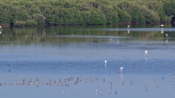 Skupina krásna plameňáků s odrazy a chůze od jezera v Ajman, UAE — Stock video