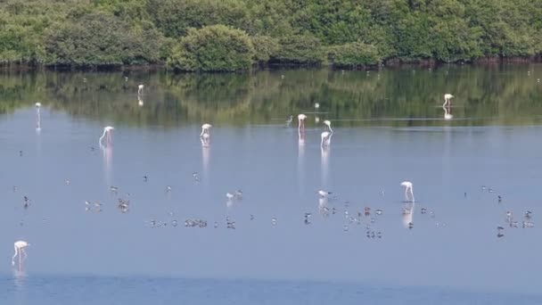 Ομάδα των όμορφων πτηνών Φλαμίνγκο με αντανακλάσεις, περπάτημα στη λίμνη timelapse στο Ατζμάν, ΗΑΕ — Αρχείο Βίντεο