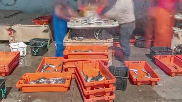 Fisherman workers sorting fish timelapse — Vídeos de Stock