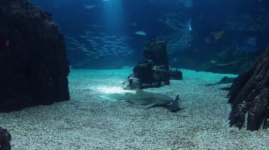 Lisbon Oceanarium taşlarla, Portekiz timelapse balıkların