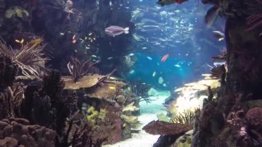 Lisbon Oceanarium taşlarla, Portekiz timelapse balıkların