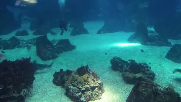 鱼在葡萄牙里斯本水族馆游戏中时光倒流 — 图库视频影像