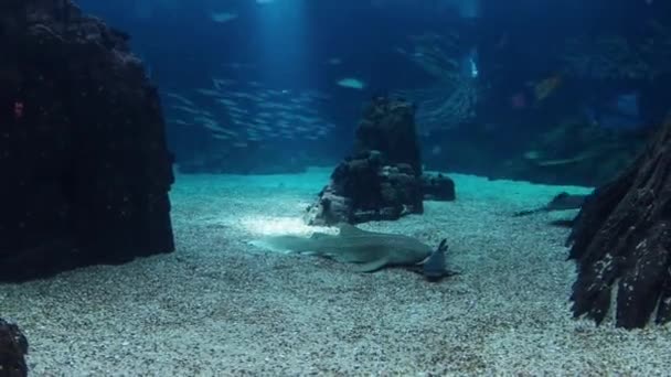 Ryby v Lisabonské oceanárium s kameny, Portugalsko timelapse — Stock video