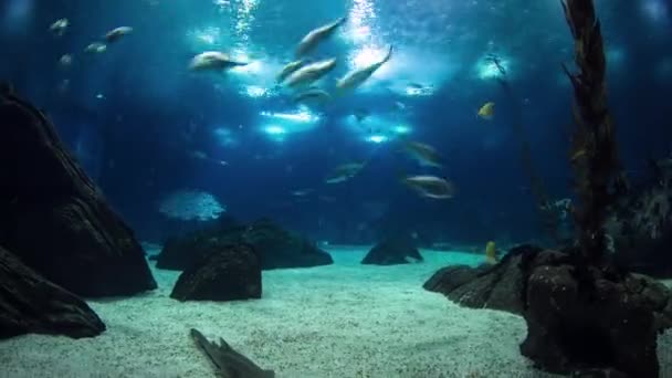 Peces en Lisboa Oceanario con rocas, Portugal timelapse — Vídeo de stock