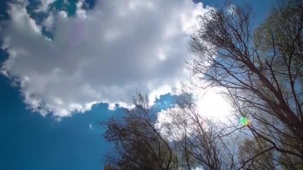 Looking up toptrees the blue sky and white clouds timelapse. — Wideo stockowe